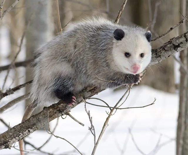 Possum Trot, First Edition