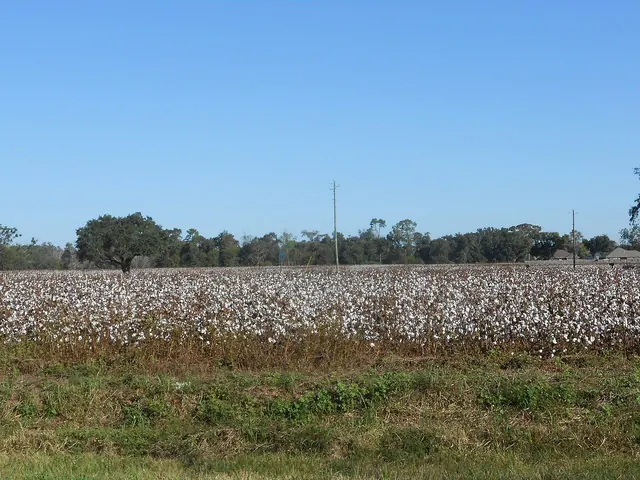 Alabama Cotton Field