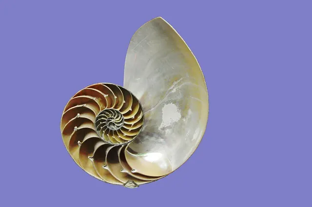 Inside Nautilus Pompilius