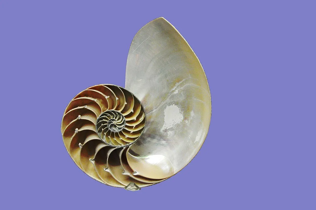The Mathematics of Beauty and Chance: Probability in Art and Design